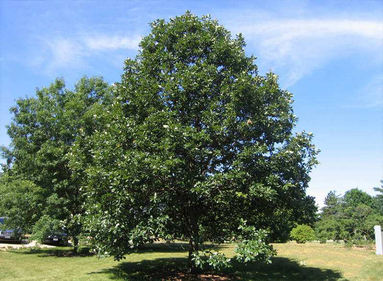 仿真樹.jpg 仿真樹