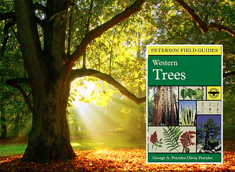 仿真樹.jpg 仿真樹