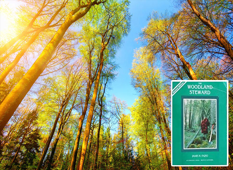 仿真樹.jpg 仿真樹