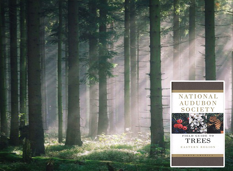 仿真樹.jpg 仿真樹