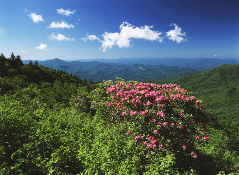 北卡羅萊納州的皮斯加國家森林.jpg 北卡羅萊納州的皮斯加國家森林