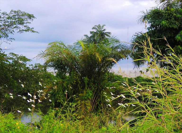 非洲雨林.jpg 非洲雨林