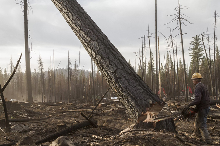 仿真樹.jpg 仿真樹