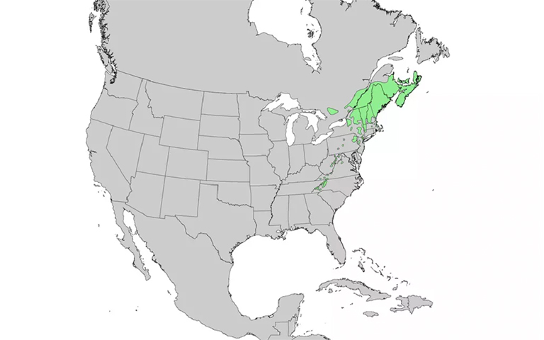 仿真樹(shù).jpg 仿真樹(shù)