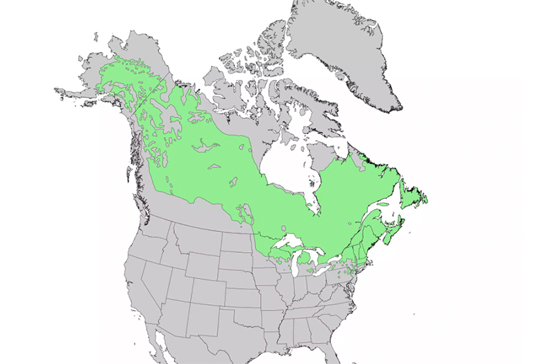 仿真樹(shù).jpg 仿真樹(shù)