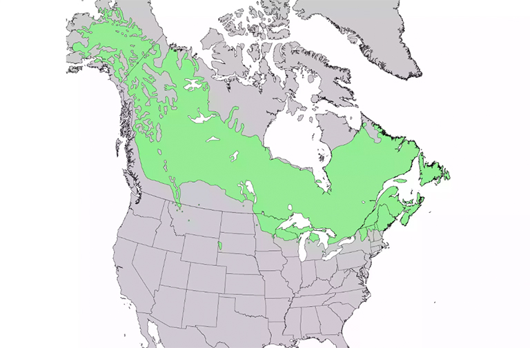 仿真樹(shù).jpg 仿真樹(shù)