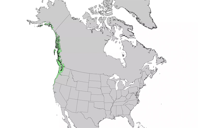 仿真樹(shù).jpg 仿真樹(shù)