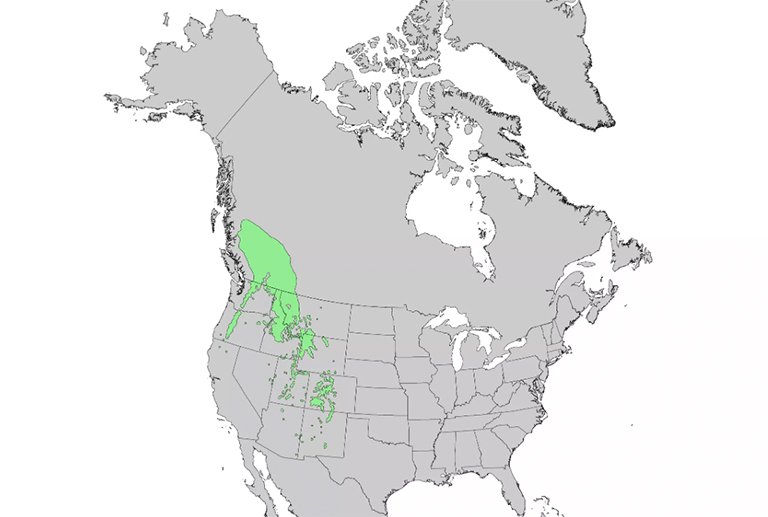 仿真樹(shù).jpg 仿真樹(shù)