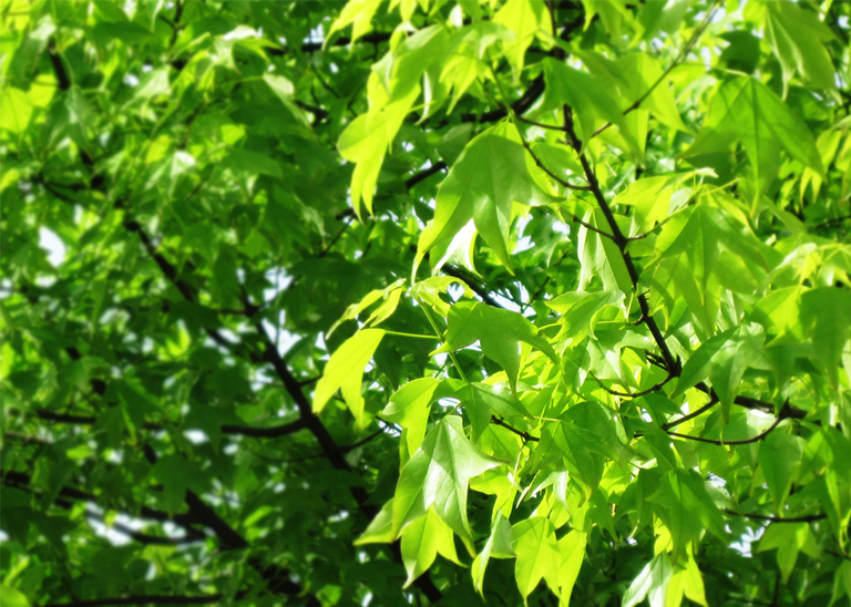 樹細胞中的膨脹壓力.jpg 樹細胞中的膨脹壓力