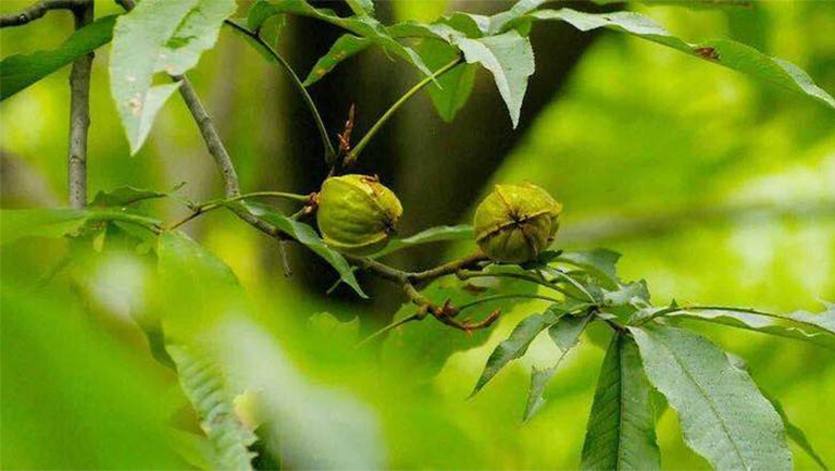 山核桃樹.jpg 山核桃樹