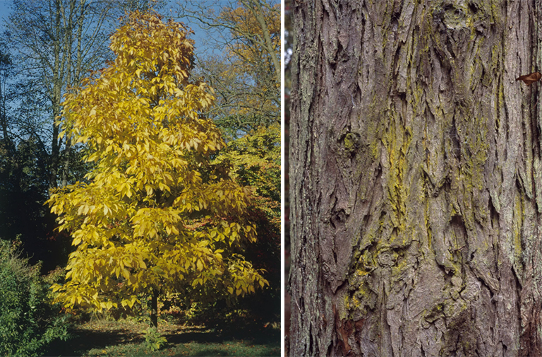 Shagbark山核桃.jpg Shagbark山核桃