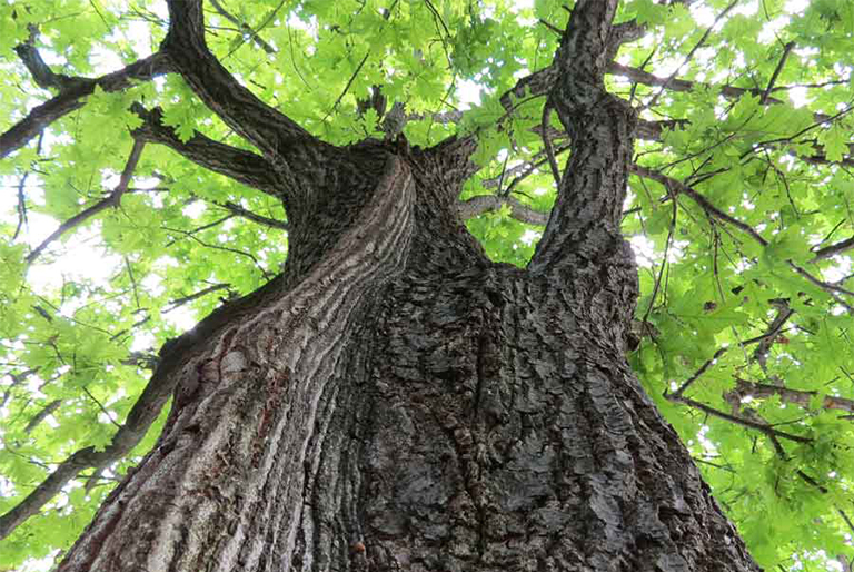 白橡樹.jpg 白橡樹