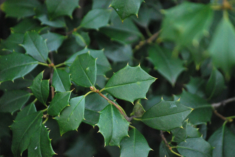 美國冬青.jpg 美國冬青