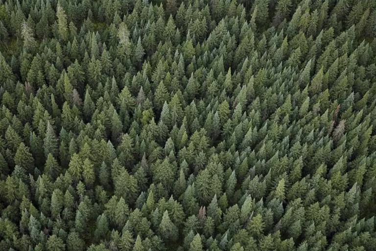 木材旋轉(zhuǎn)期.jpg 木材旋轉(zhuǎn)期