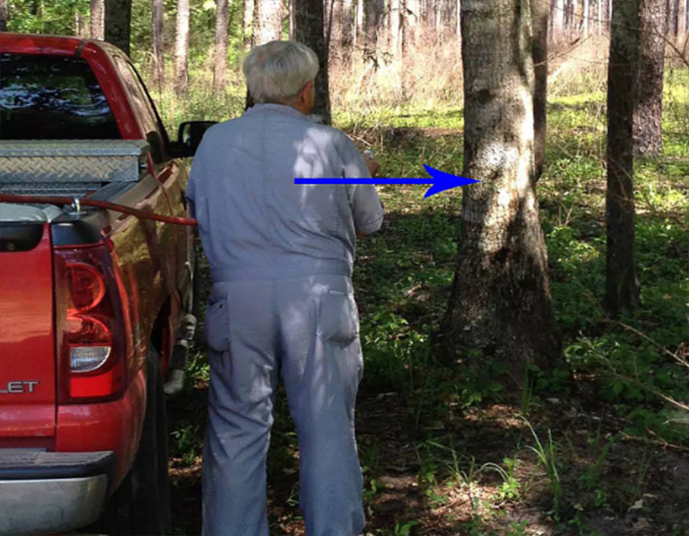 樹皮應用.jpg 樹皮應用