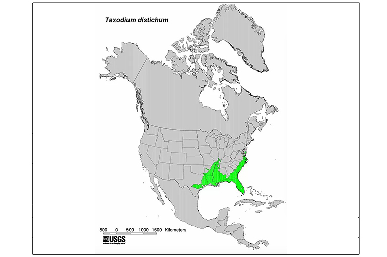 橡樹(shù)膠柏樹(shù)型地圖.jpg 橡樹(shù)膠柏樹(shù)型地圖