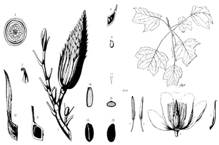 黃楊樹(shù).jpg 黃楊樹(shù)