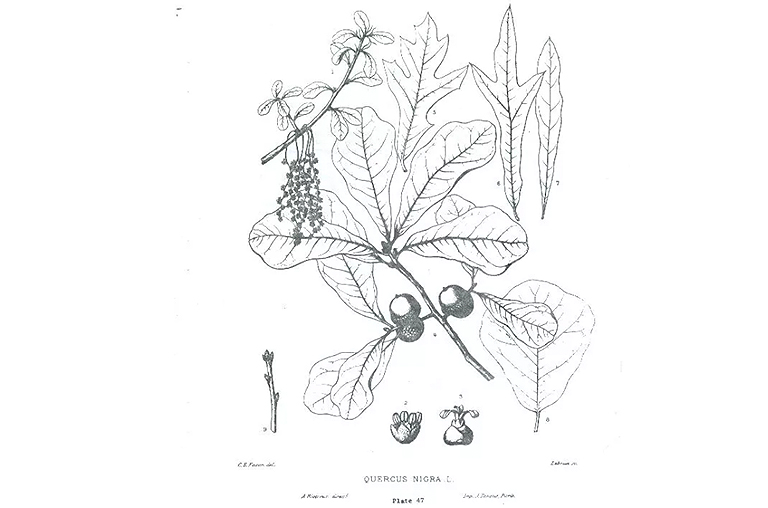 水橡樹(shù).jpg 水橡樹(shù)