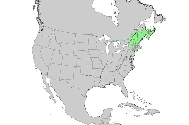 紅云杉范圍.jpg 紅云杉范圍