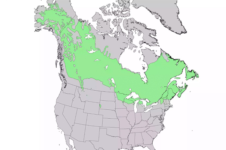 白云杉范圍.jpg 白云杉范圍