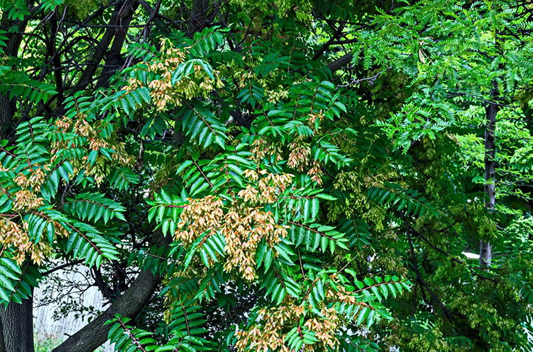 天堂之樹，臭椿或中國漆樹