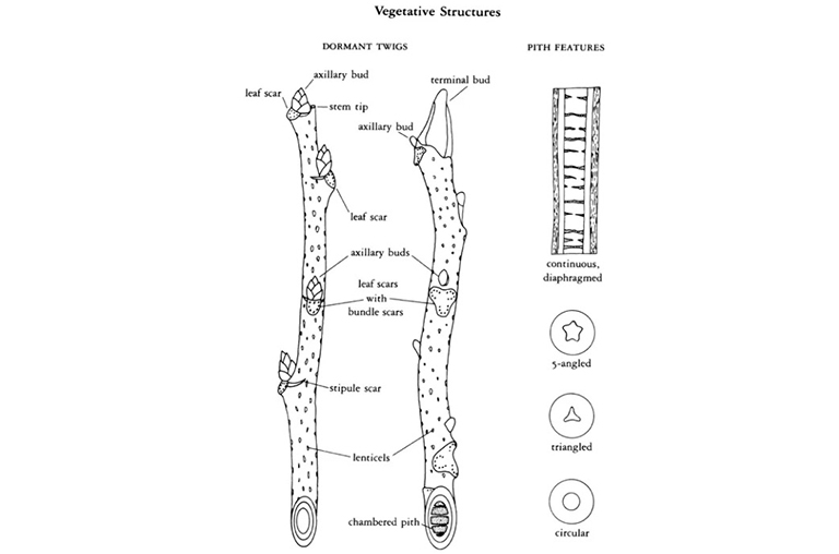 休眠冬樹標記照片.jpg 休眠冬樹標記照片