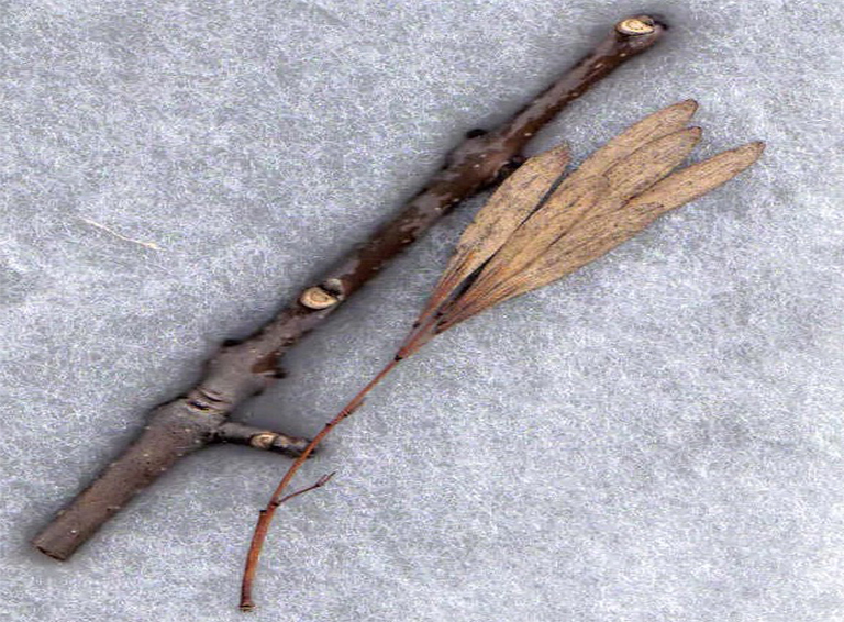 灰樹枝和水果.jpg 灰樹枝和水果