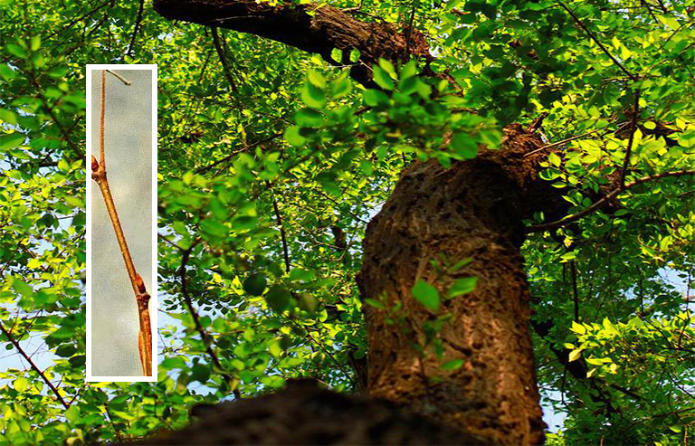 榆樹嫩枝.jpg 榆樹嫩枝