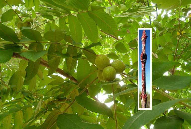 楓樹枝.jpg 楓樹枝