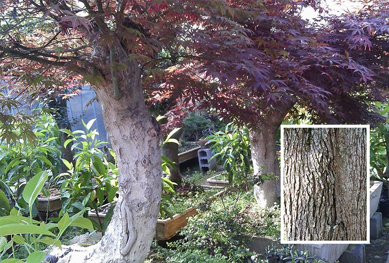 紅楓樹皮和樹干.jpg 紅楓樹皮和樹干