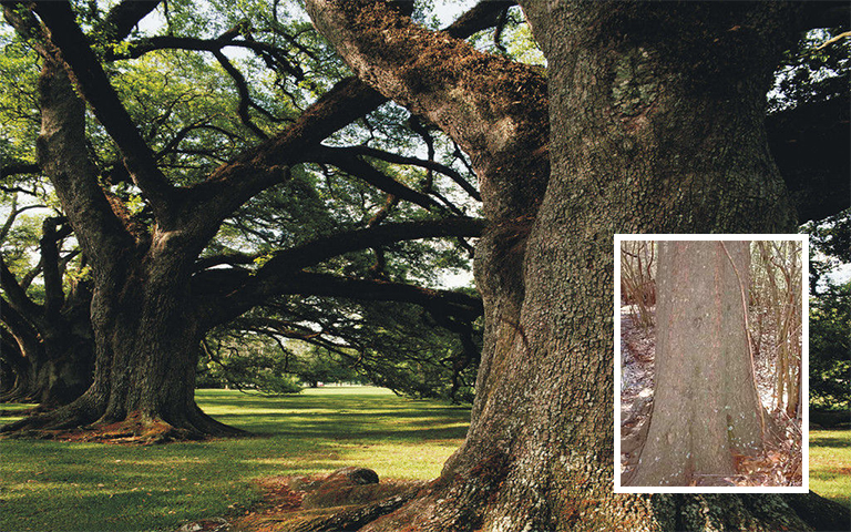 水橡樹皮.jpg 水橡樹皮