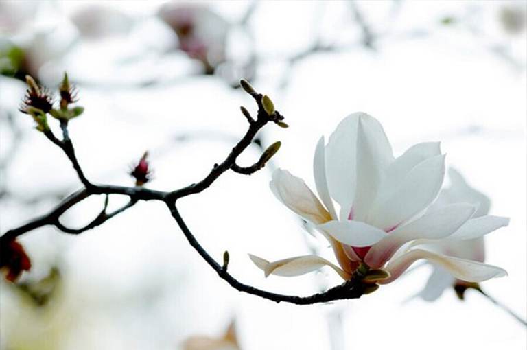 木蘭花樹.jpg 木蘭花樹