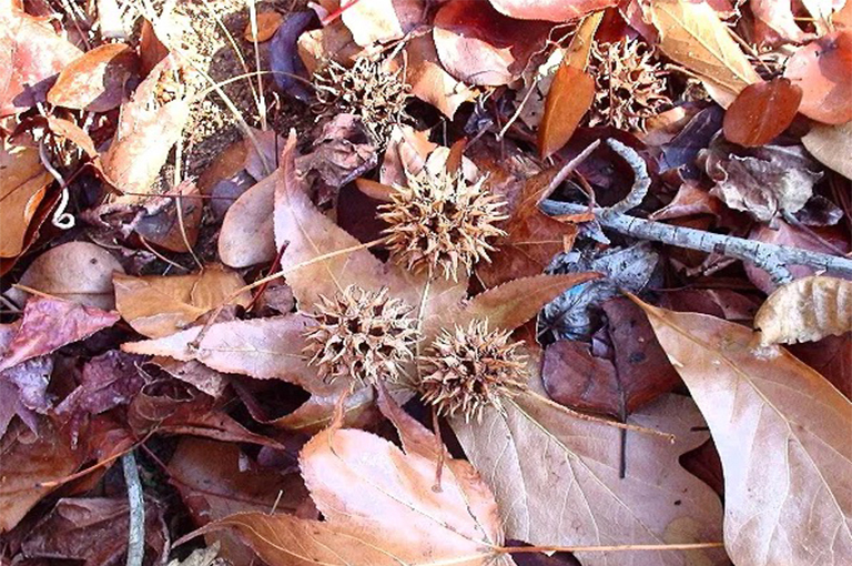 糖果球.jpg 糖果球