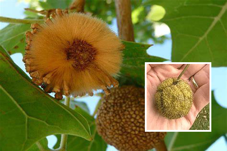 無花果球.jpg 無花果球