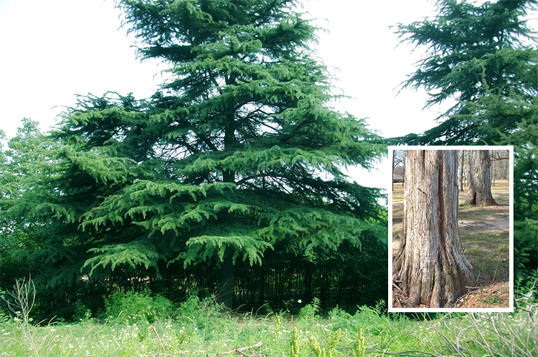 紅雪松樹皮.jpg 紅雪松樹皮