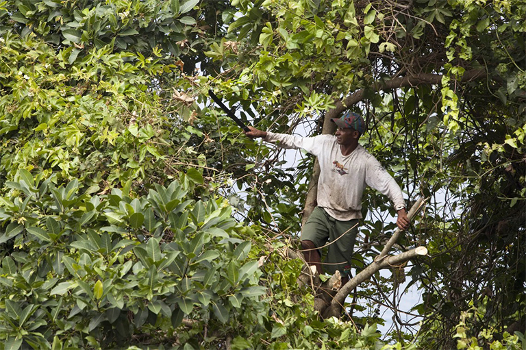 樹木修剪.jpg 樹木修剪