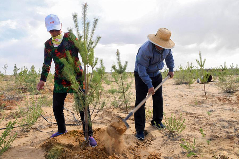 種植樹木.jpg 種植樹木