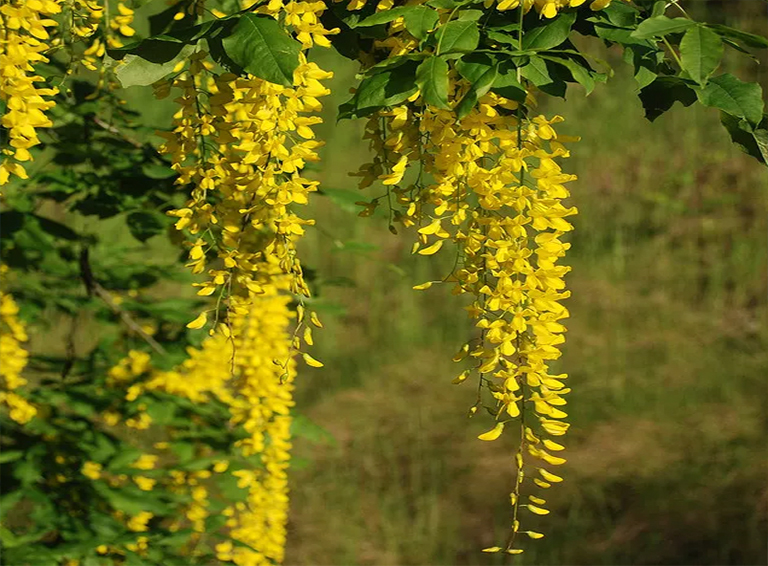 仿真樹.jpg 仿真樹