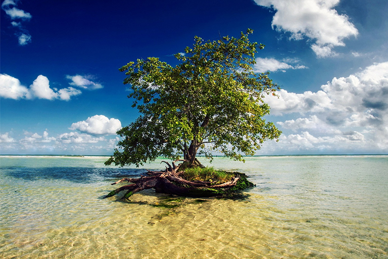 樹木通過根和葉吸收和蒸發水分的過程.jpg 樹木通過根和葉吸收和蒸發水分的過程