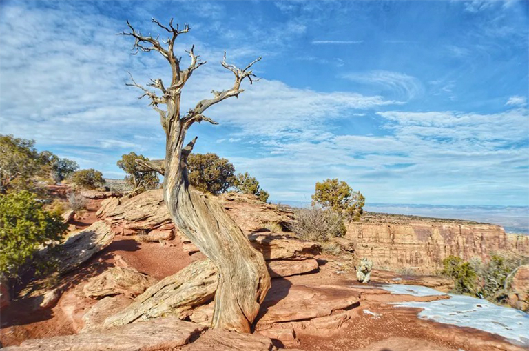 可能造成樹木死亡的5個因素