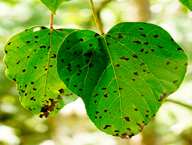 樹木病害.jpg 樹木病害