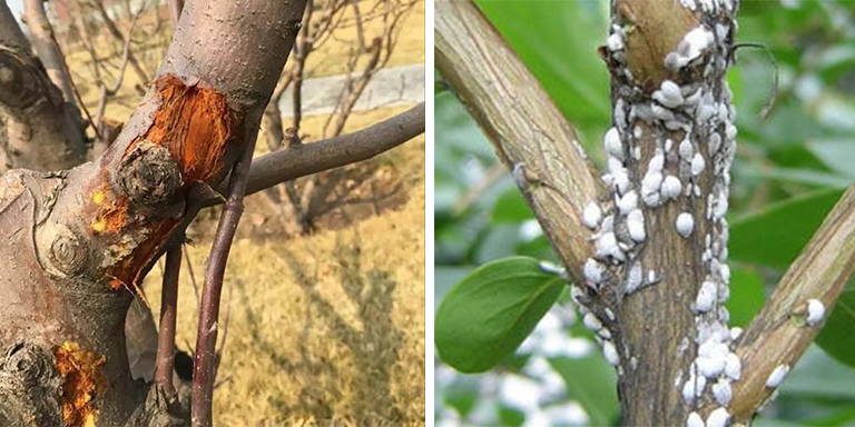 樹木病害.jpg 樹木病害