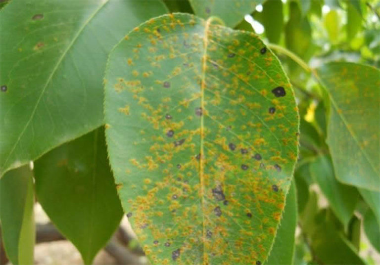 樹木病害.jpg 樹木病害