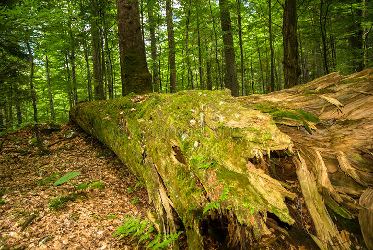 樹木腐爛.jpg 樹木腐爛