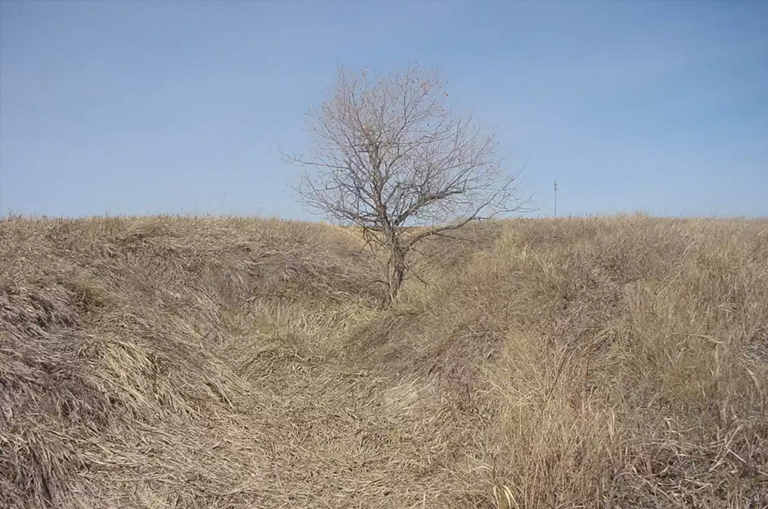 早春樹仍處于休眠狀態