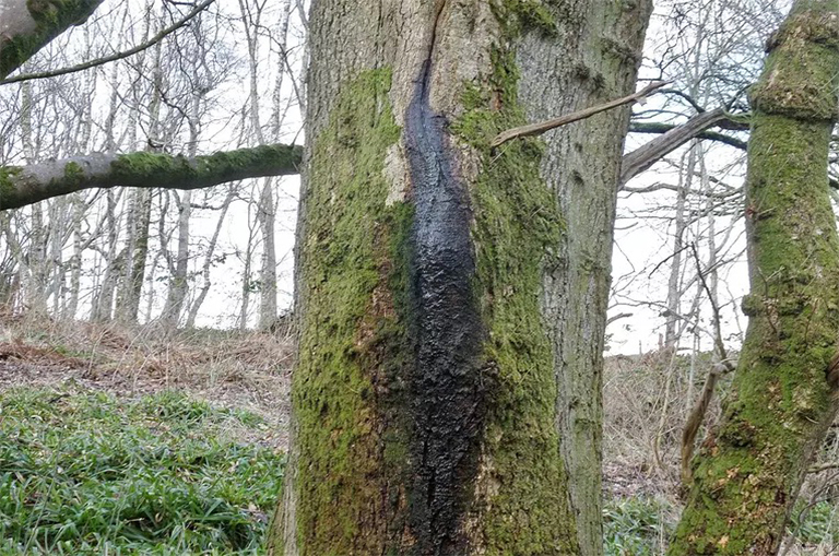 樹皮上的滲水.jpg 樹皮上的滲水