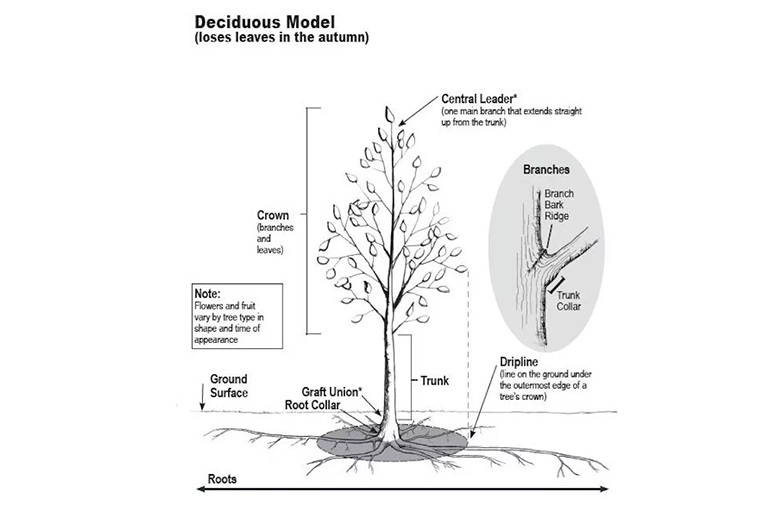 樹木生長與發育.jpg 樹木生長與發育