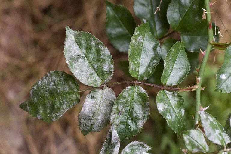 白粉病.jpg 白粉病