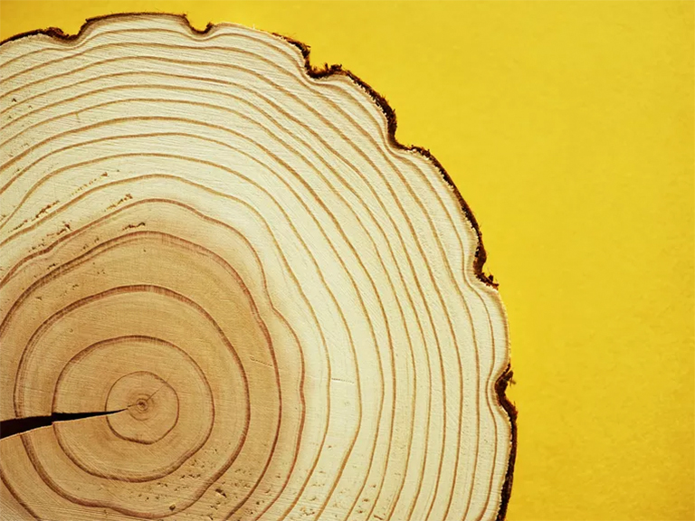 樹形餅干.jpg 樹形餅干