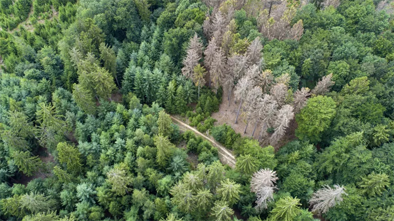 生病的針葉樹.jpg 生病的針葉樹